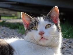 Cat Cute Pet Domestic