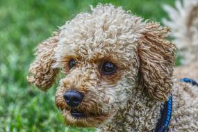 Curly pet dog