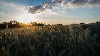 Cornfield Field Summer