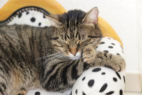 Sleeping cat on the couch