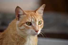 Cute Animal Looking portrait