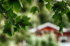 House Tree Nature blur