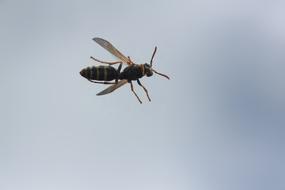 Wasp Field Insect Roof