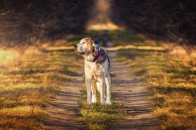 walking furry dog