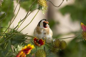 Goldfinch Bird Nature