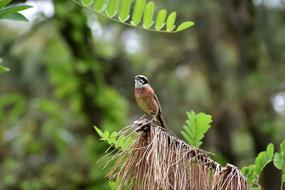 small birdie in the forest