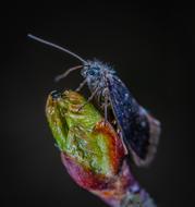 Insect Nature Krupnyj Plan