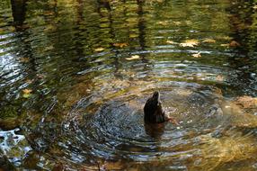 duck hunting in the water