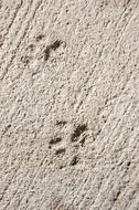 paw prints on the asphalt