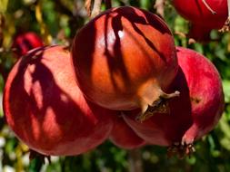 Juicy red fruits on a tree