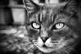 Cat Feline B N