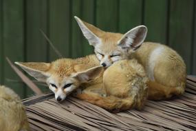 two Desert Foxes resting in Zoo
