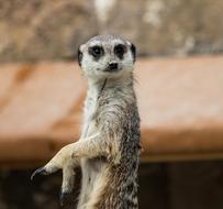 Meerkat Animal Mammal
