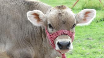 farm Cow