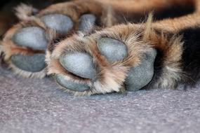 Dog Paw Animal