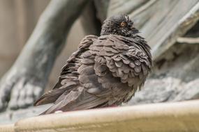 wild fluffy pigeon in the zoo