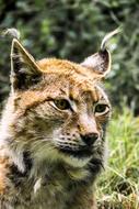 face of a big feral cat