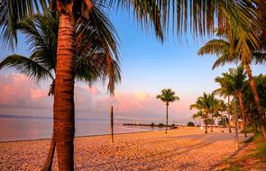 Arecaceae Beach The Coast