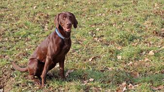 Dog Animal Mammal