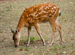 Animal Fallow Deer Red Roe