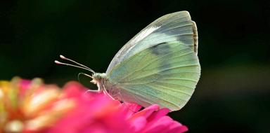 Butterfly Day Insect Nature