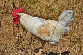 running a white chicken in a field