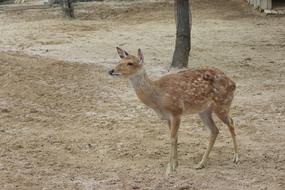 Animal Deer