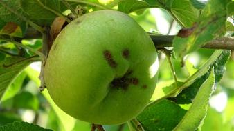 big green apple on a tree