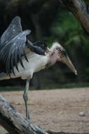 Wader Bird Bill