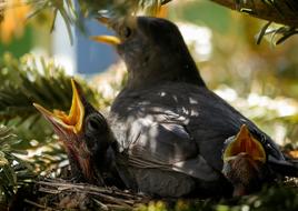 Screaming birds in the nest