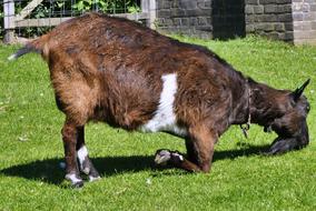 cute furry goat