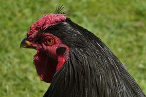 black chicken in the wild
