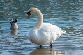 Bird Swan in the lake
