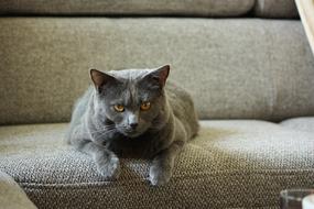 Chartreux Cat on sofa