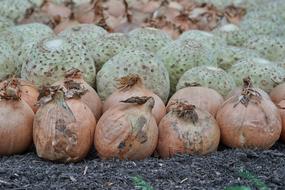 ripe onions and vegetables