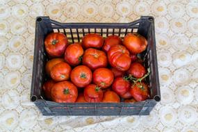 Box of ripe tomatoes