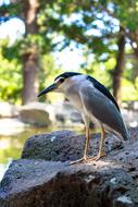 a bird sitting in a park in Taiwan