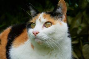 Close up of a colored cat