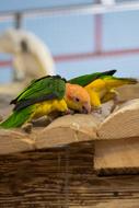 Parrot Bird Nature