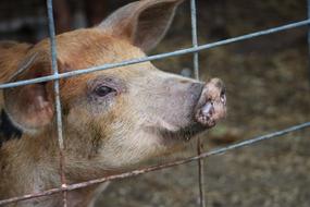 piglet domestic animal