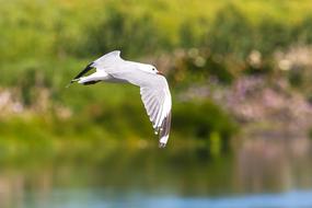 Hartlaub Gull In Flight macro