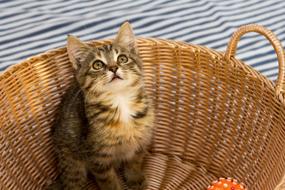 Kitten Pet Cute