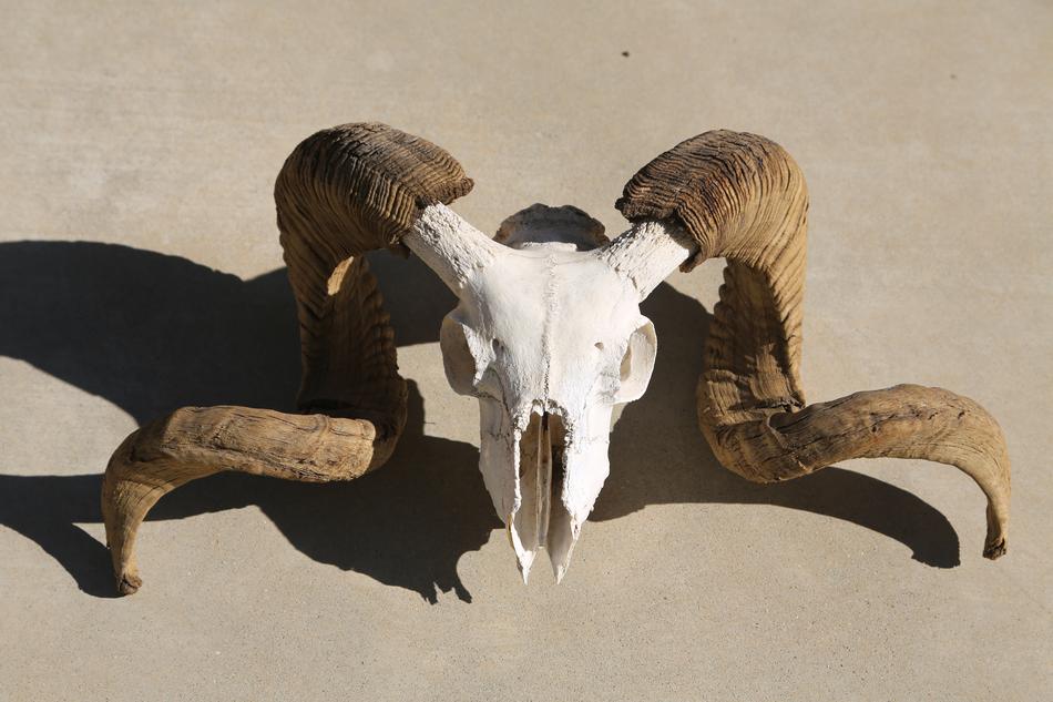 Skull Mammal