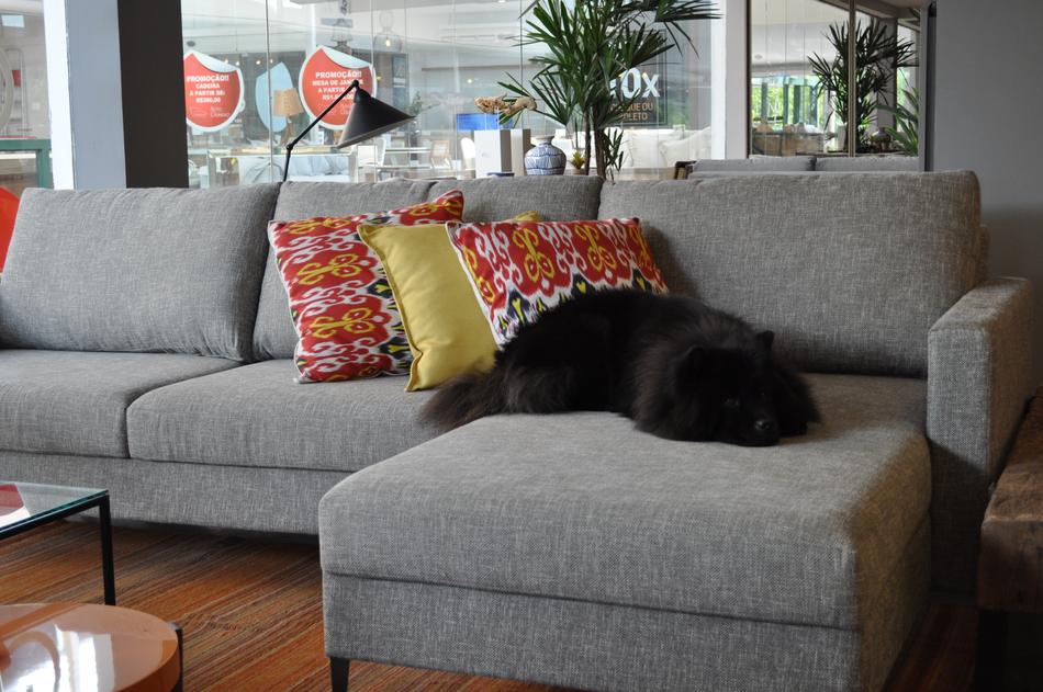 Dog Pet on sofa