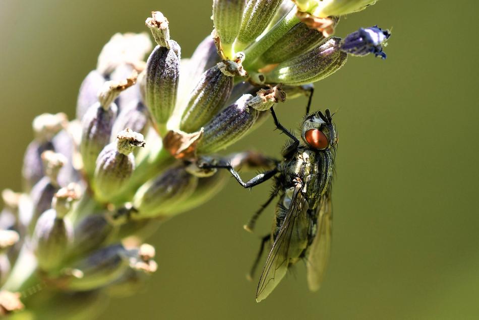 black fly sitting on a plant