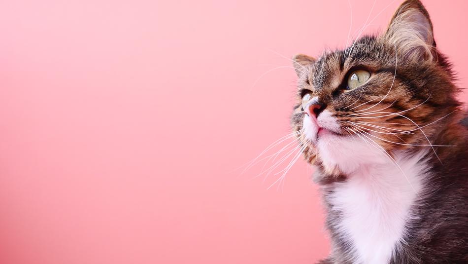 Cute Cat Eye