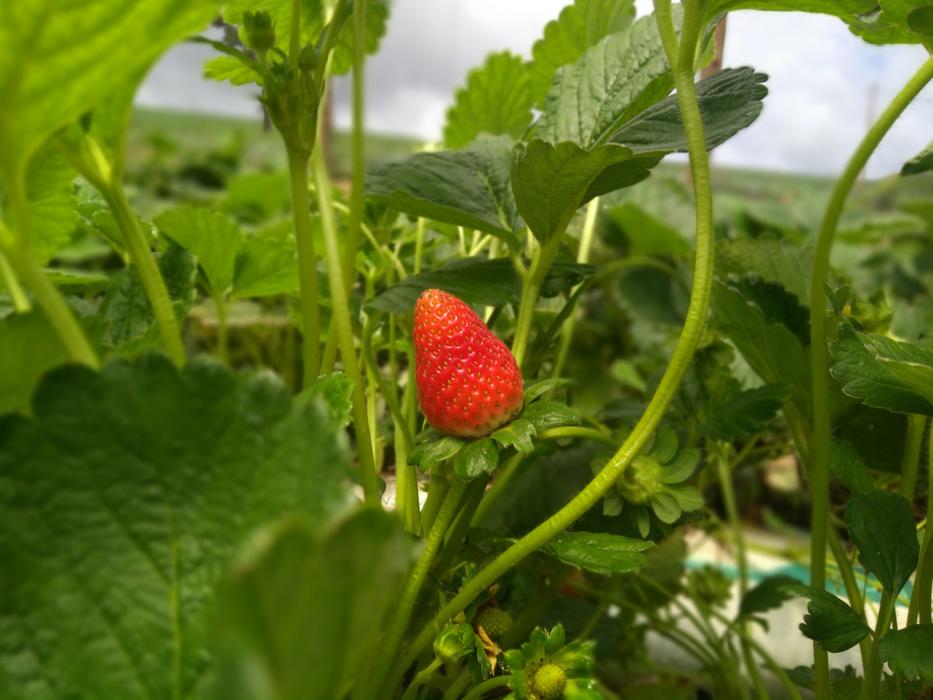hidden strawberries in the bush