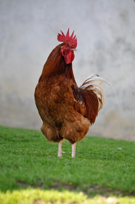 brown rooster on the grass