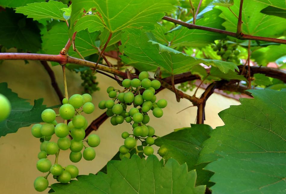 unripe bunch of grapes in the garden