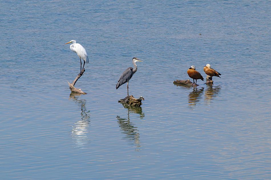 Grey Heron Egret birds